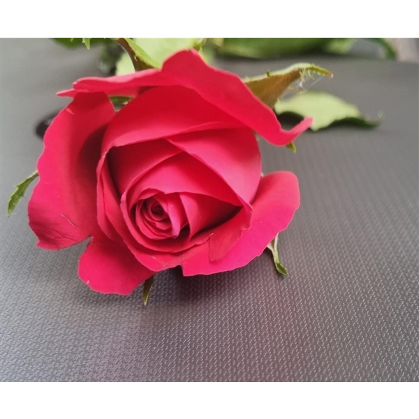Pink Roses